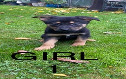 German Shepherd dogs for sale: Big chunky GSD X Collie pups ready now. - Image 6