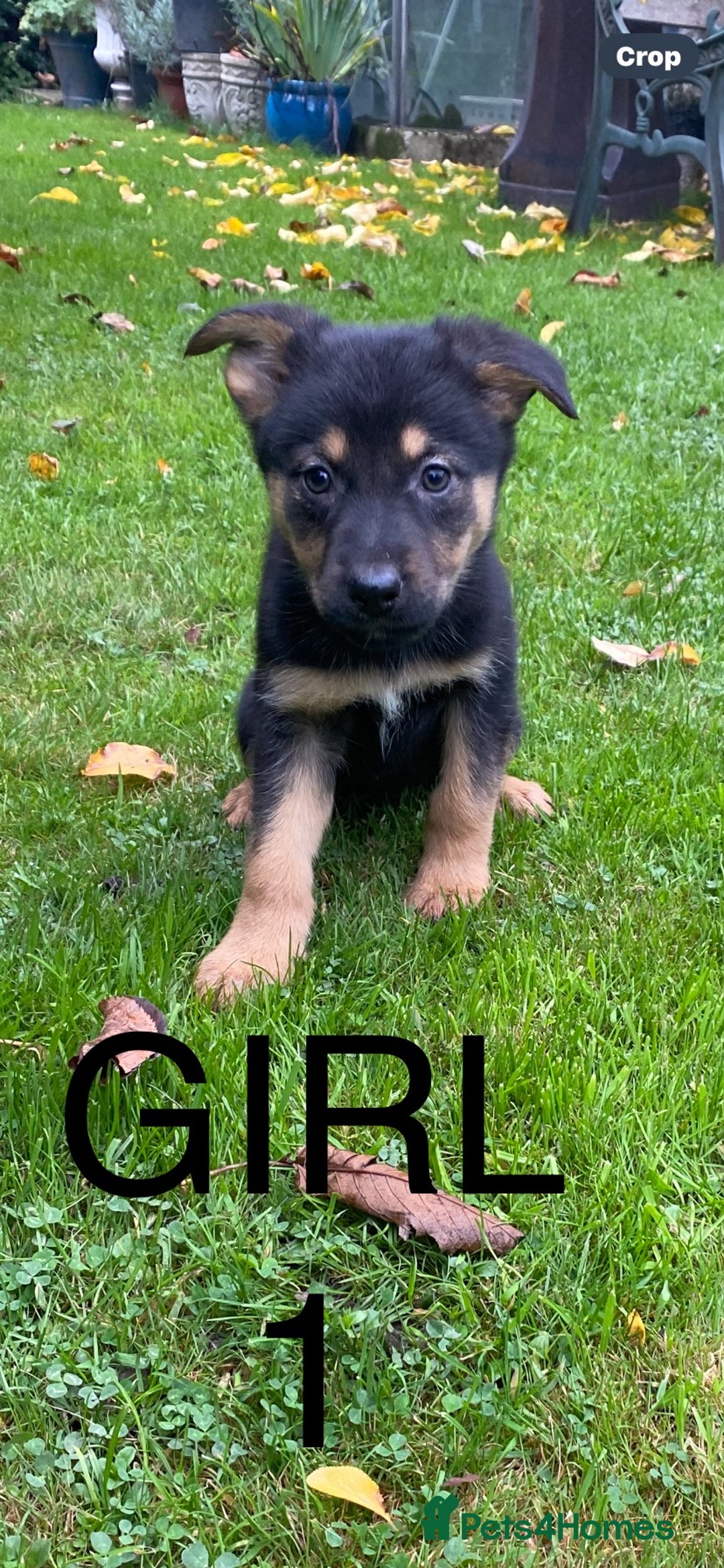 German Shepherd dogs for sale: Big chunky GSD X Collie pups ready now. - Image 6