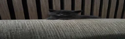 Mixed Breed cats for sale: Maine coon cross kittens ready for new homes - Advert 15