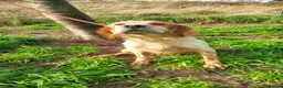 English Setter dogs for adoption: Ali   - Advert 8
