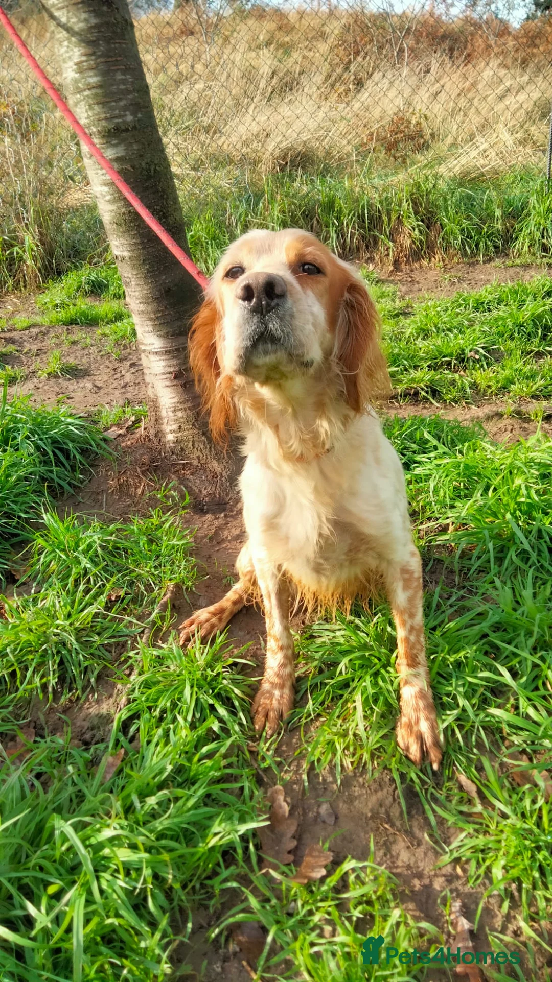 English Setter dogs for adoption: Ali   - Advert 8