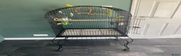 Budgerigars birds for sale: 2 Female Budgies  in Camberley - Advert 5