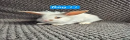 Mini Lion Lop rabbits for sale: Mini Lion Lop Bunnies - Advert 9