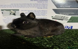Netherland Dwarf rabbits for sale: Pure breed Netherlands Dwarf  - Advert 5