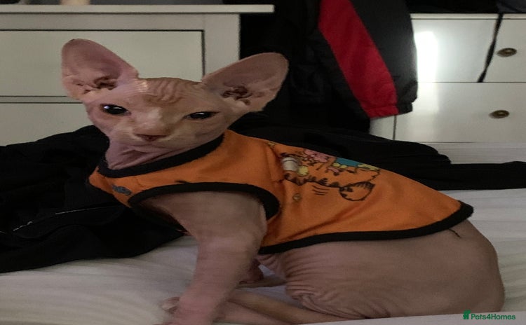 Sphynx cats - Advert 12