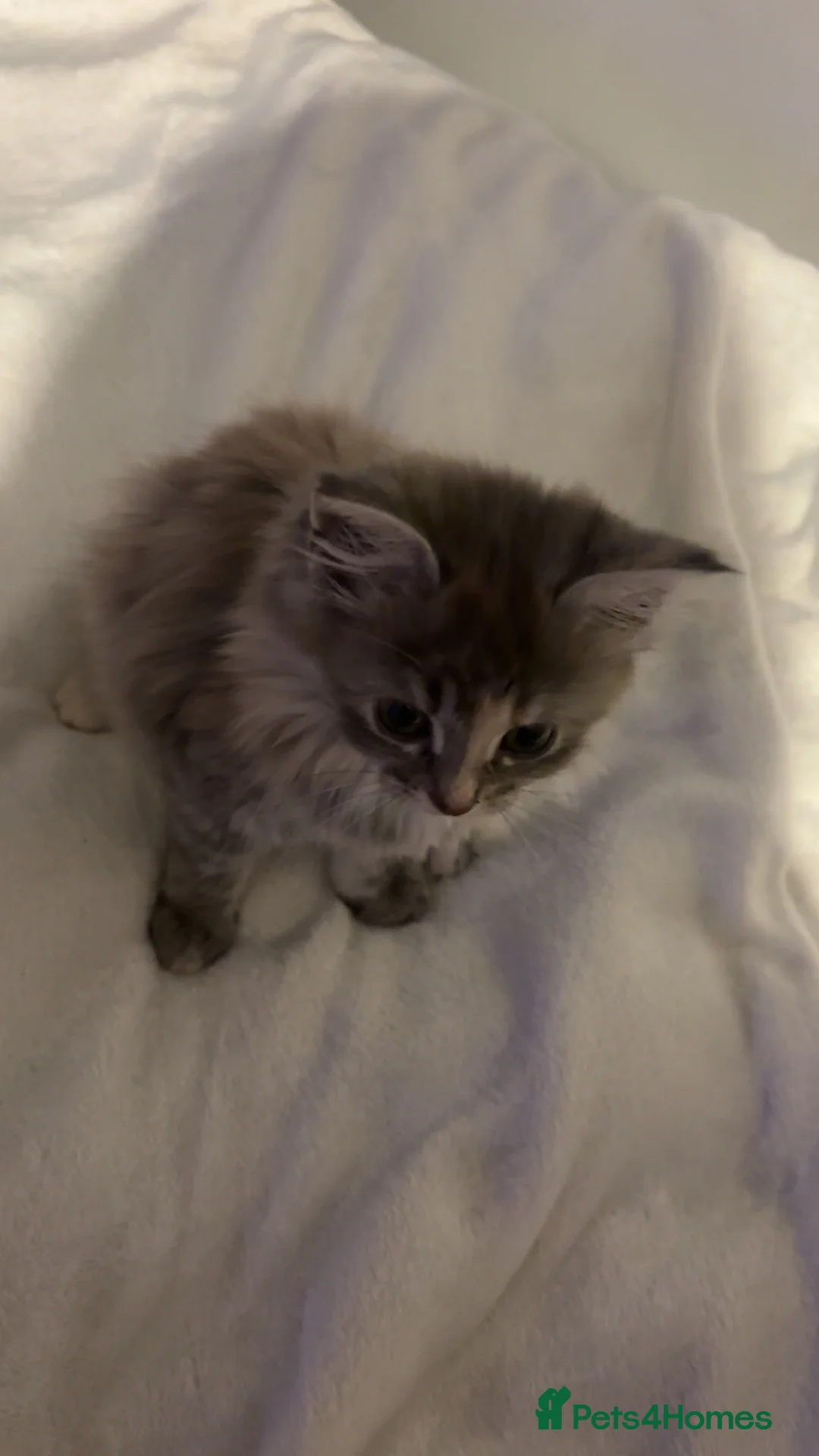 Mixed Breed cats for sale: 2 kittens for sale - Advert 5