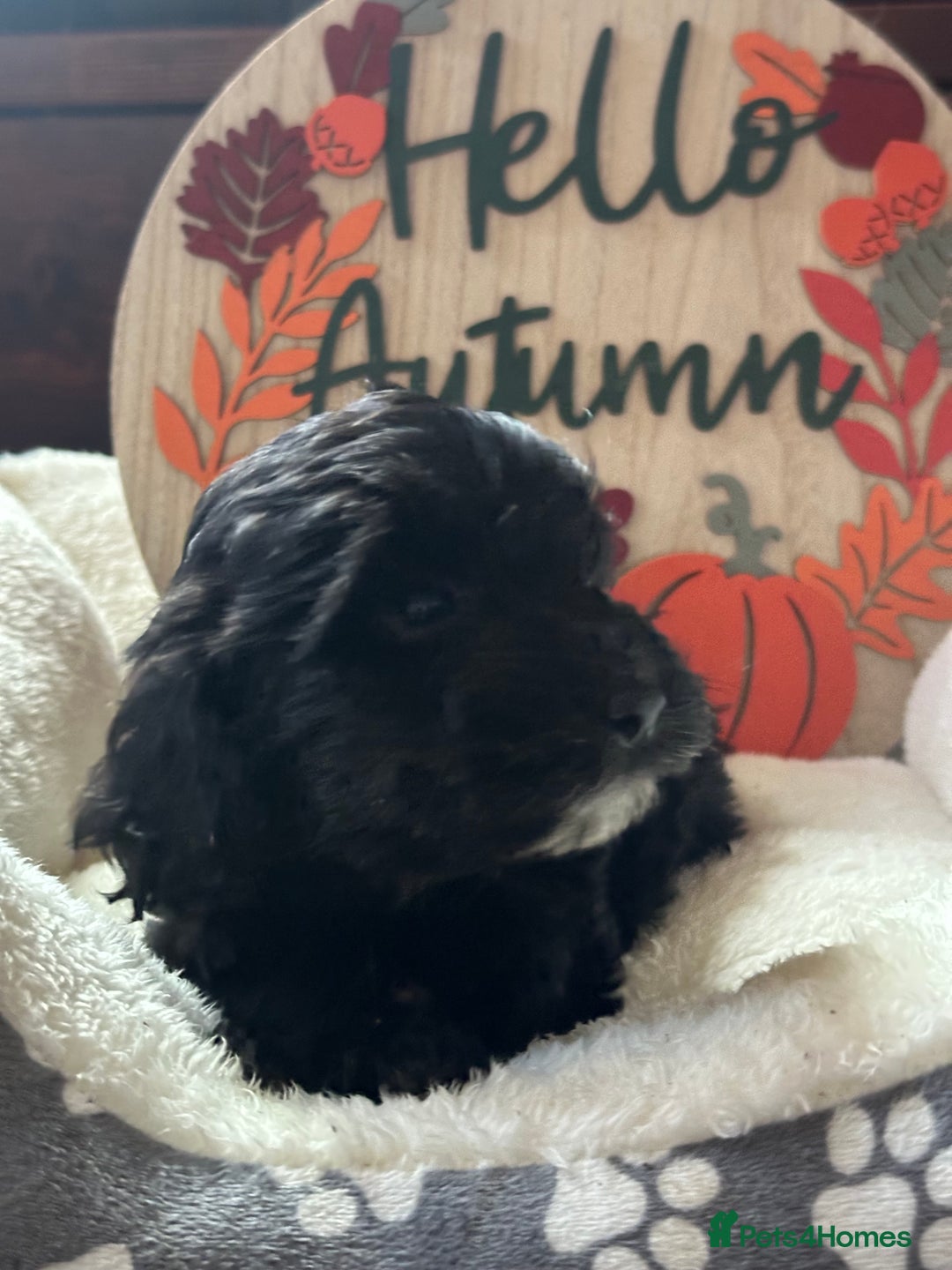 Cockapoo dogs for sale: F3 Cockapoo puppies. Prices do vary.  - Image 9