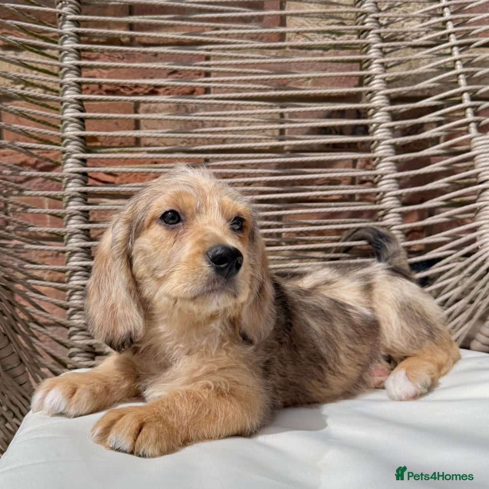 Mixed Breed dogs for sale: ⭐️⭐️Poogle Puppies (Beagle x Miniature Poodle)⭐️⭐️ - Advert 11