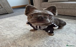 French Bulldog dogs for sale: Fluffy frenchy for rehoming - Image 5