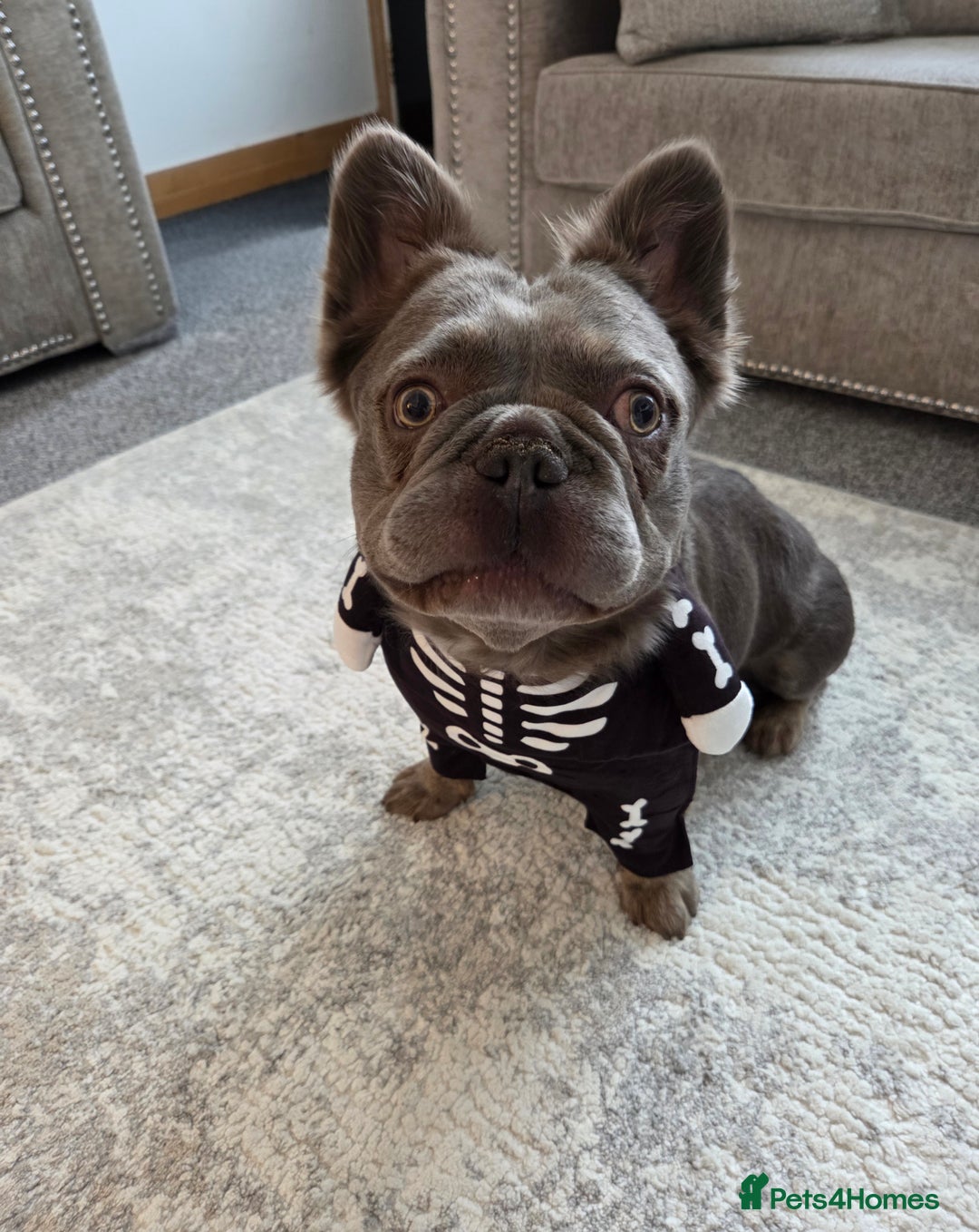 French Bulldog dogs for sale: Fluffy frenchy for rehoming - Image 5