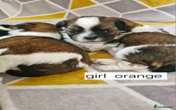 Mixed Breed dogs for sale:  Gorgeous Shih tzu poppies .🐶🐾 - Image 18