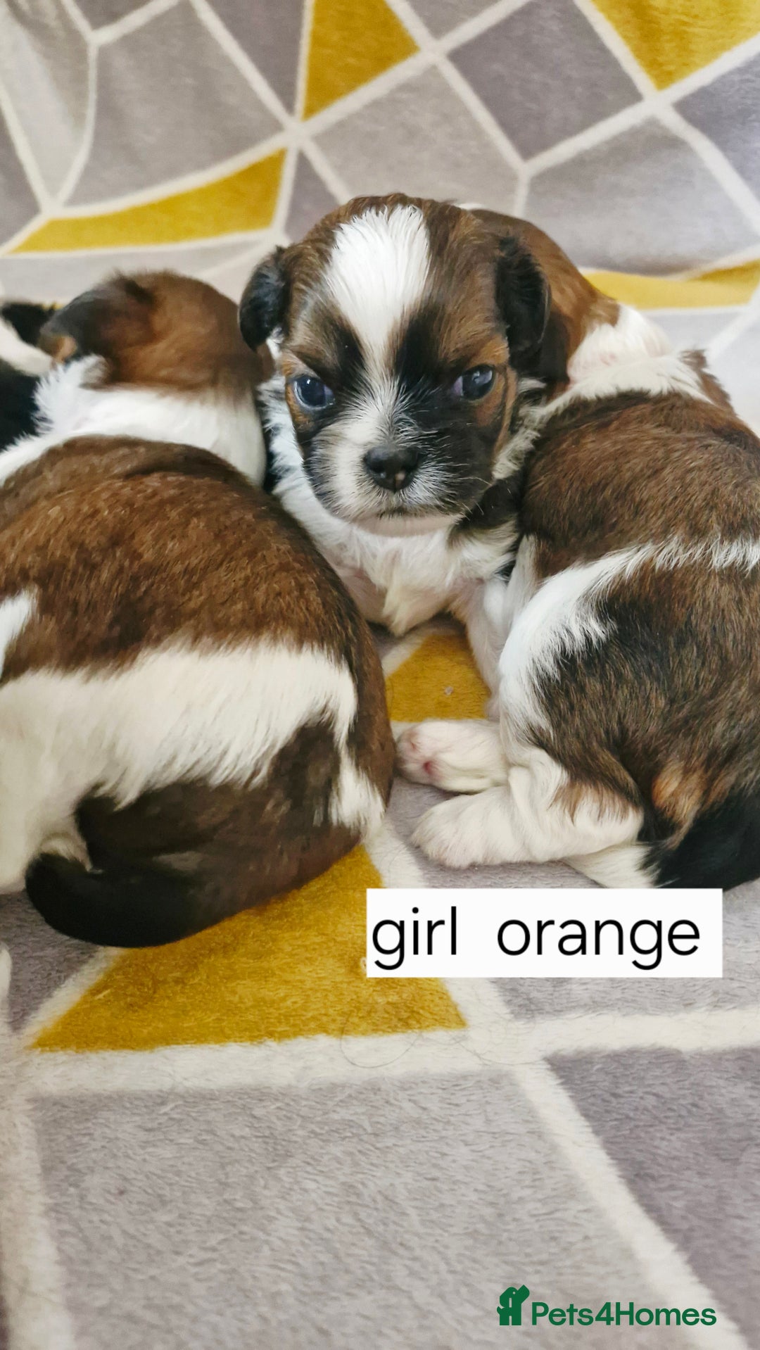 Mixed Breed dogs for sale:  Gorgeous Shih tzu poppies .🐶🐾 - Image 18