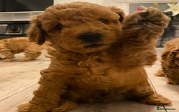 Toy Poodle dogs for sale: Stunning toy poodles  - Advert 23