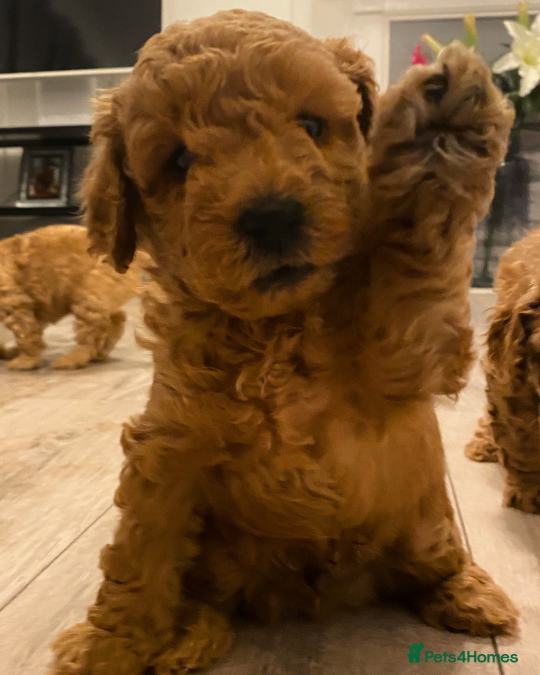 Toy Poodle dogs for sale: Stunning toy poodles  - Advert 23