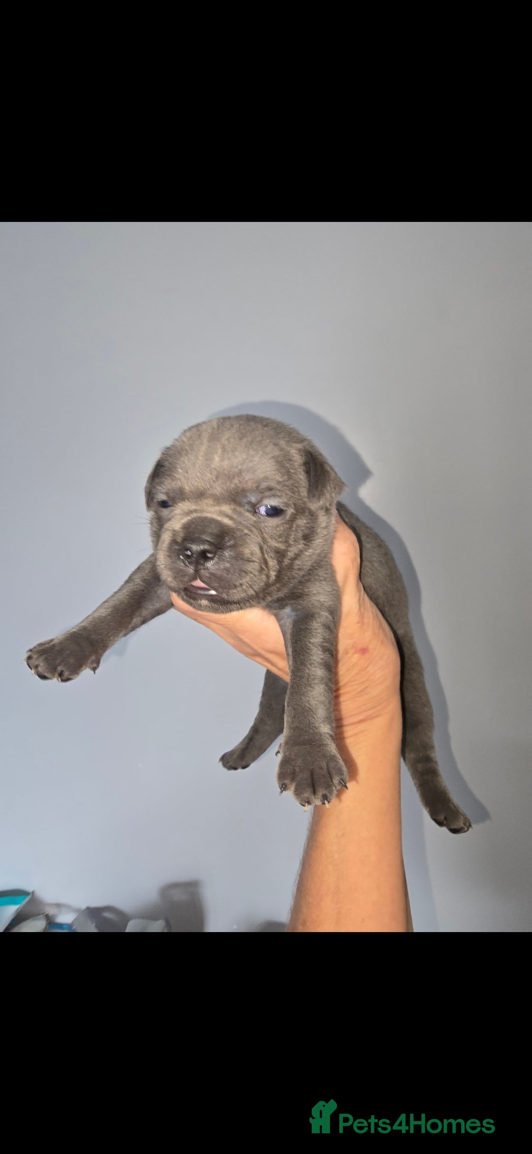 Staffordshire Bull Terrier dogs Blue staffie pups 🐶  - Advert 2