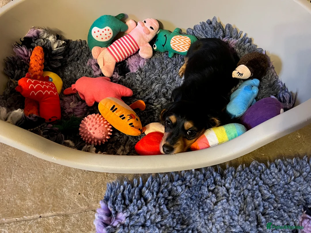 Miniature Dachshund dogs for sale: KC Registered Mini Long Haired Dachshund Pups - Advert 10