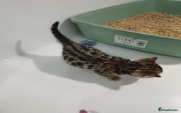 Bengal cats for sale: Pure Bengal kittens - Image 14