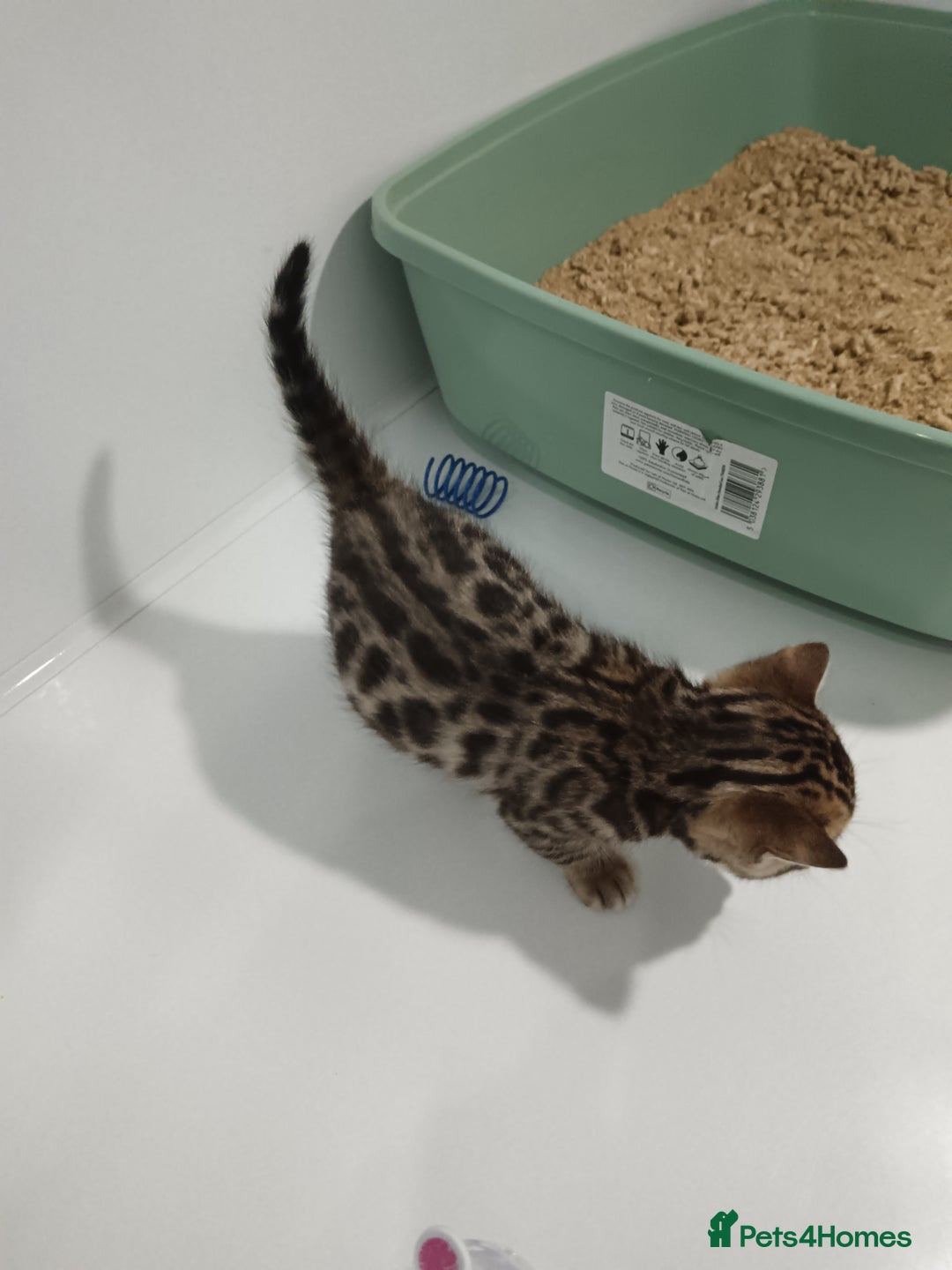 Bengal cats for sale: Pure Bengal kittens - Image 14