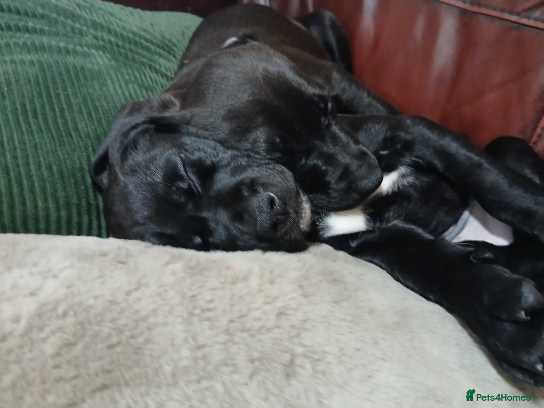 Mixed Breed dogs for sale: Lab cross puppies  - Advert 3