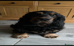 Cocker Spaniel dogs for sale: Show cocker spaniel  - Image 8