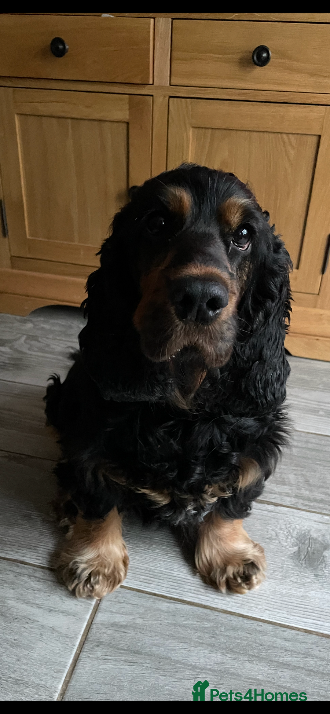 Cocker Spaniel dogs for sale: Show cocker spaniel  - Image 8
