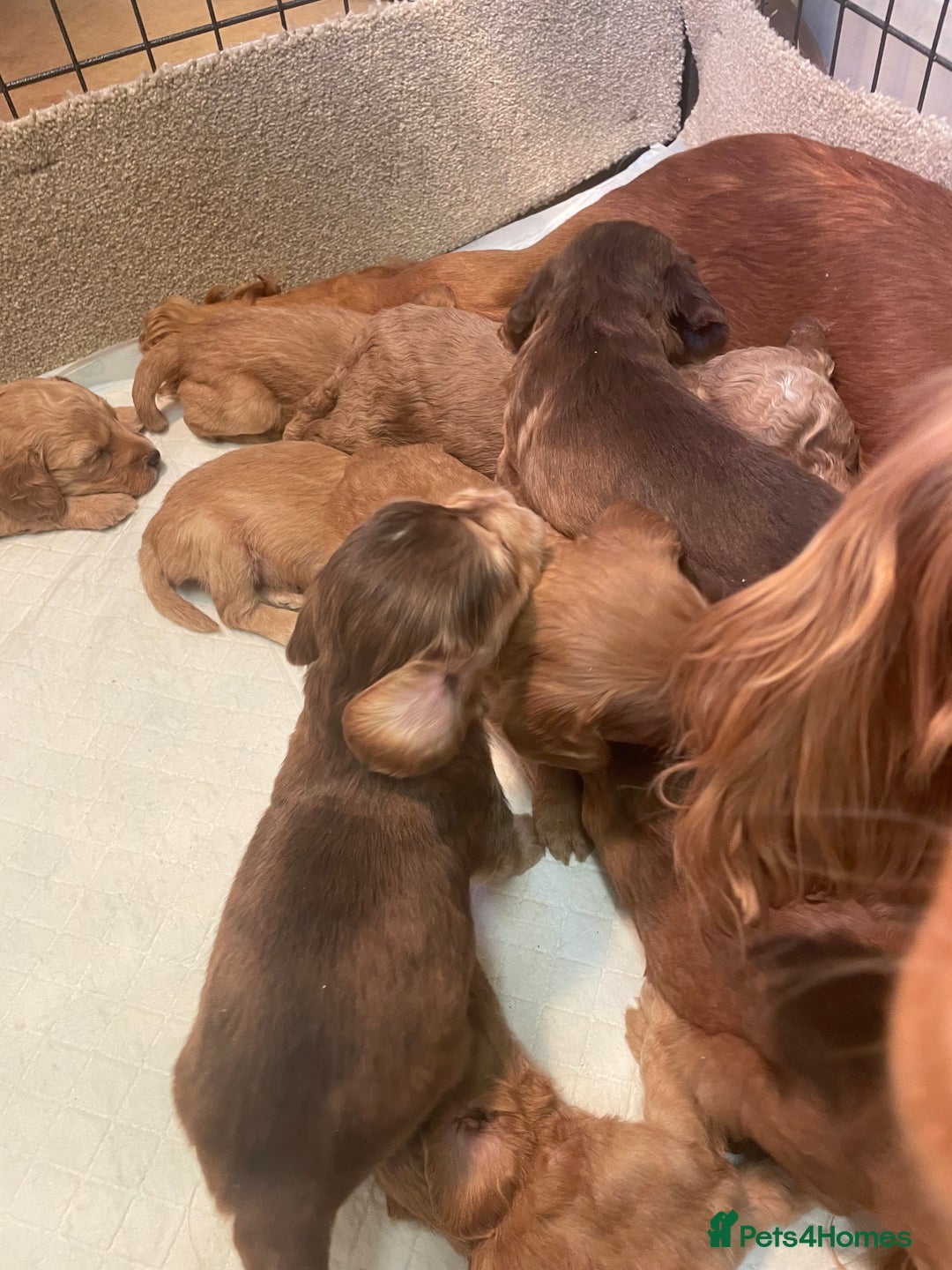 Cockapoo dogs for sale: Beautiful cockapoos - Image 14