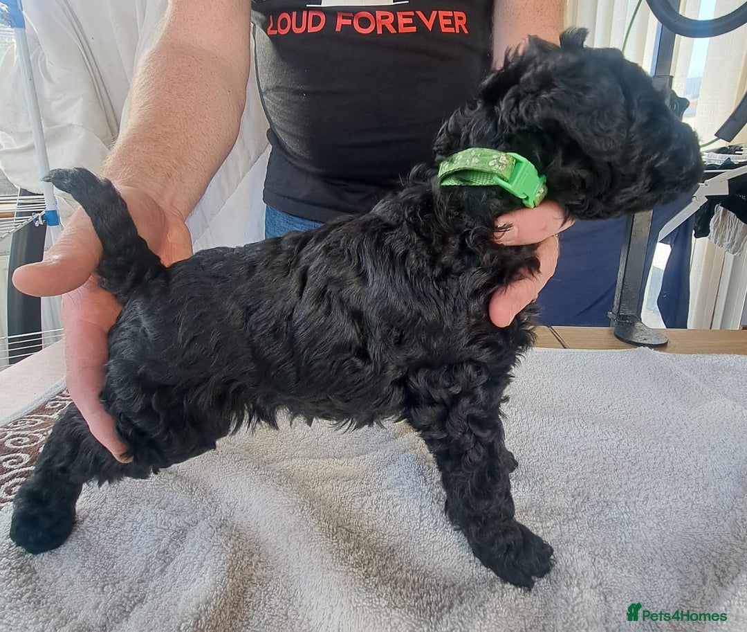 Kerry Blue Terrier dogs for sale: SUPERB LITTER OF KERRY BLUE TERRIERS - Advert 4