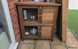 Guinea Pig rodents for sale: GUNIEA PIG URGENTLY NEED HOME - Image 3