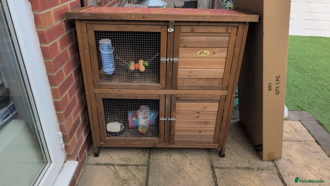 Guinea Pig rodents for sale: GUNIEA PIG URGENTLY NEED HOME - Image 3