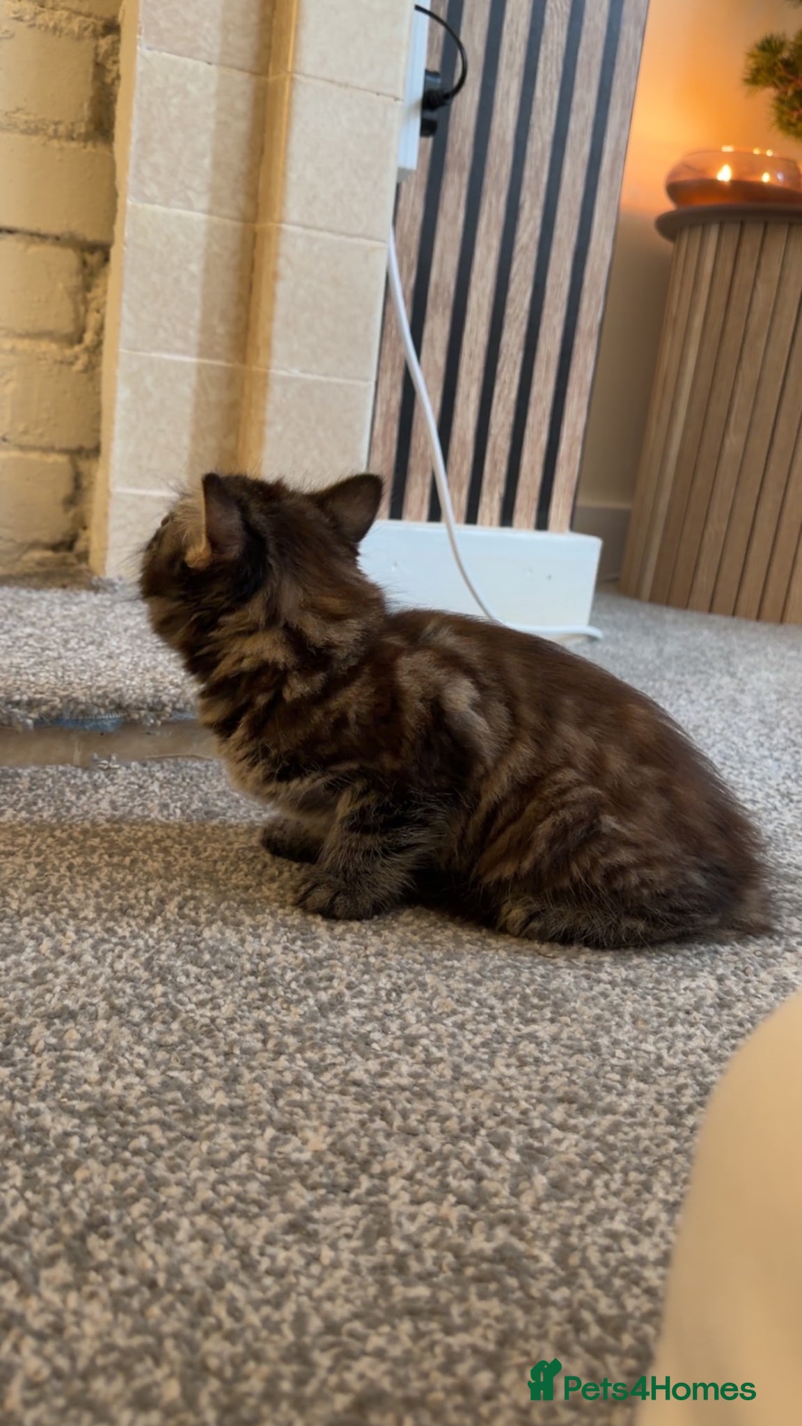 Mixed Breed cats for sale: One female kitten left  - Advert 4
