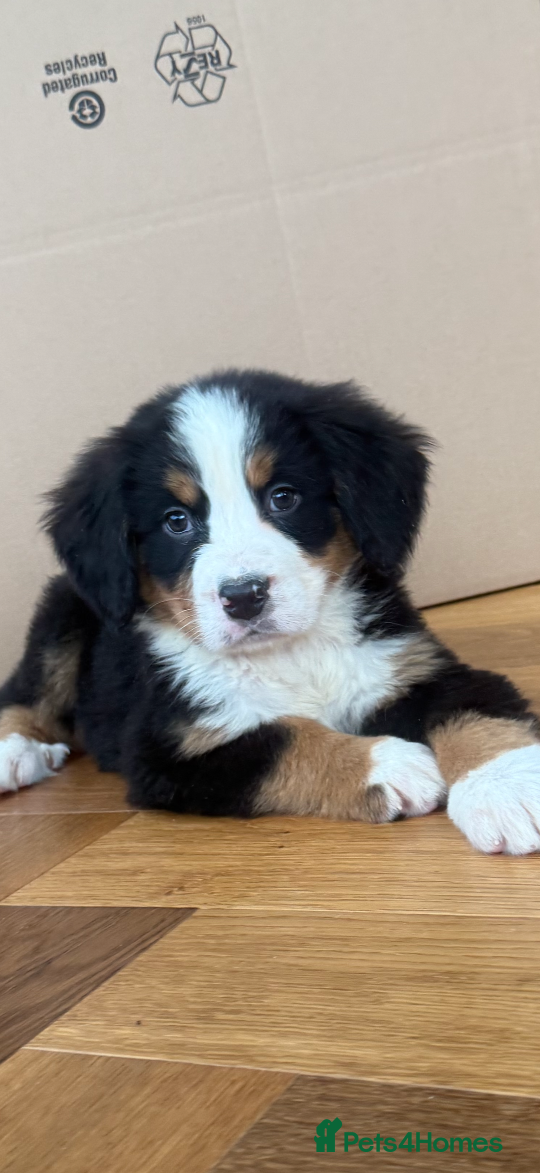 Bernese Mountain Dog dogs for sale: Bernese Mountain Dog Pups  - Advert 2