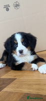 Bernese Mountain Dog dogs Bernese Mountain Dog Pups - Advert 1