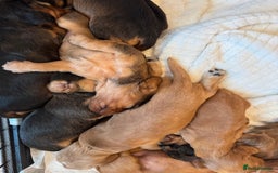 Cocker Spaniel dogs for sale: Show cocker spaniels  - Image 38