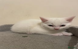 Turkish Angora cats for sale: Stunning Turkish Angora Kittens – Ready Now! 🐾 - Image 10
