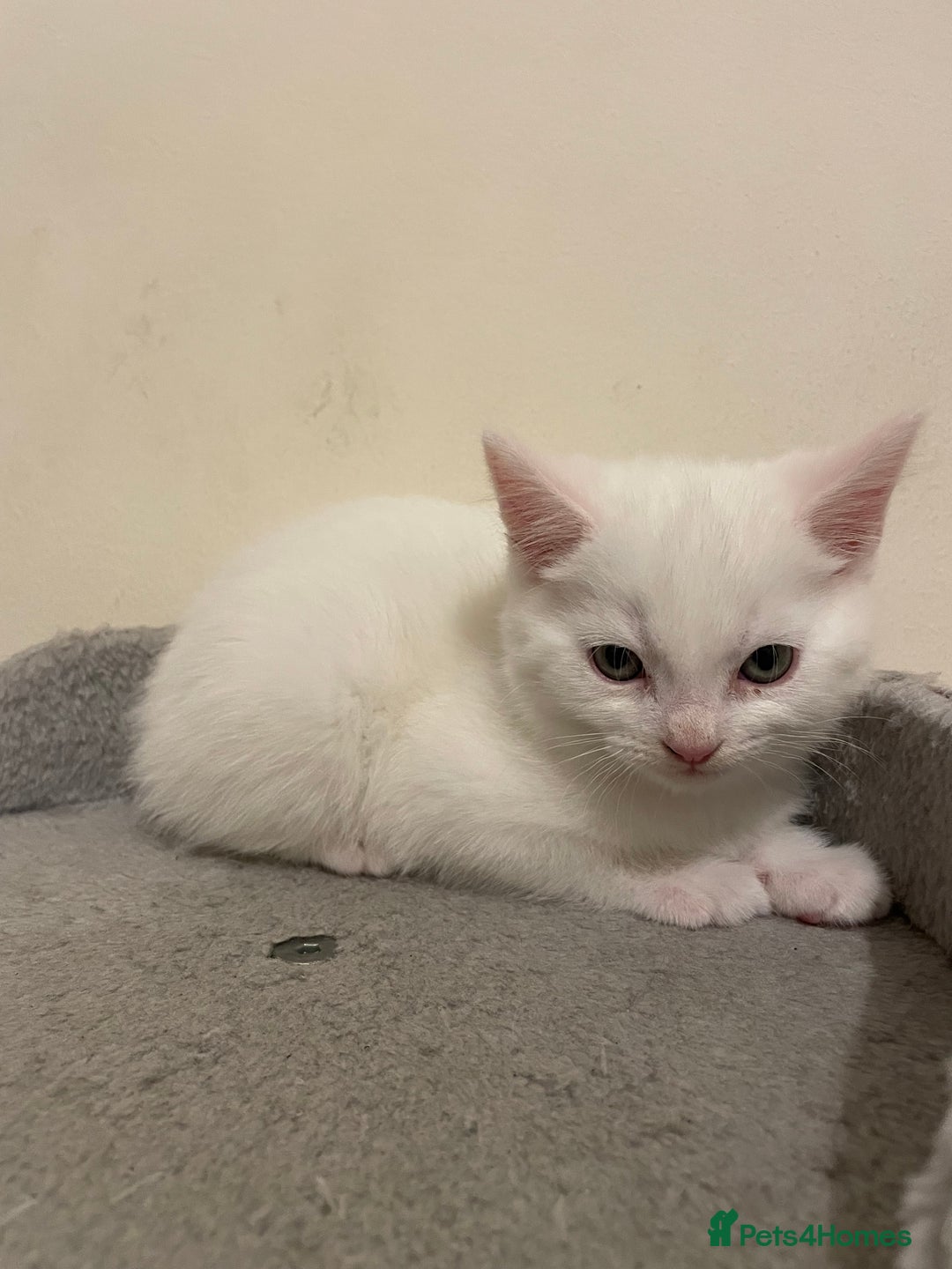 Turkish Angora cats for sale: Stunning Turkish Angora Kittens – Ready Now! 🐾 - Image 10