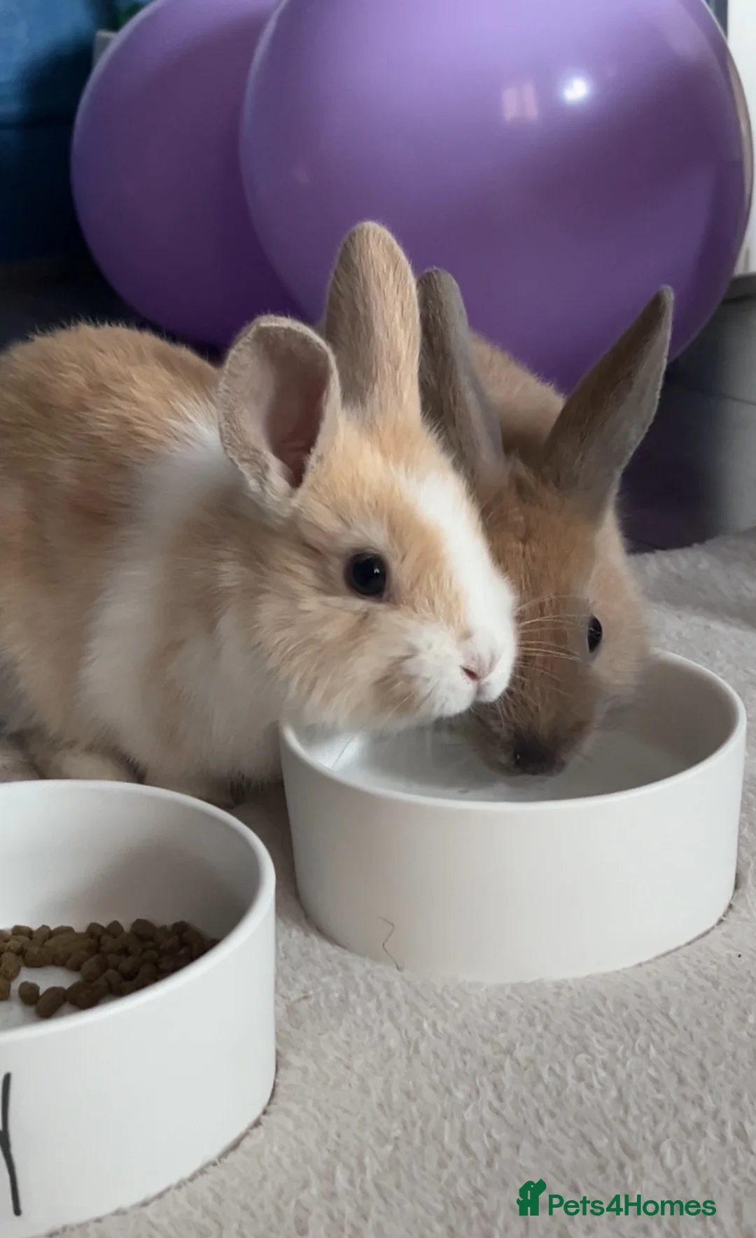 Mixed Breed rabbits for sale: Lovely rabbits looking for a new home 🐰❤️ - Advert 9