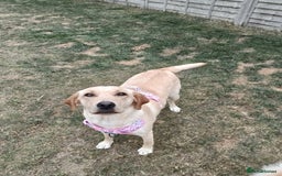 Labrador Retriever dogs for sale: Shelby 1 Year old Yellow Labrador  - Image 6