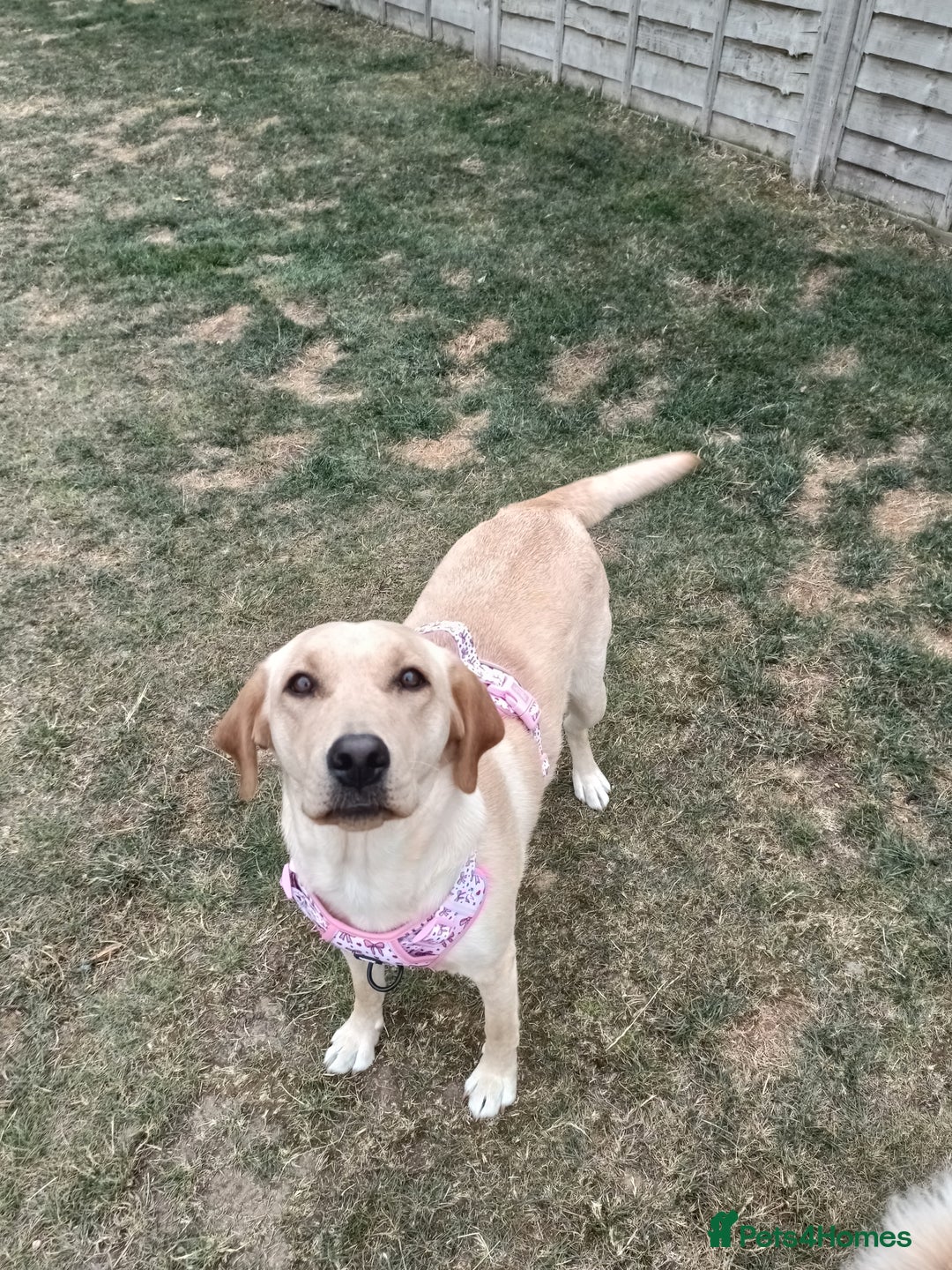 Labrador Retriever dogs for sale: Shelby 1 Year old Yellow Labrador  - Image 6