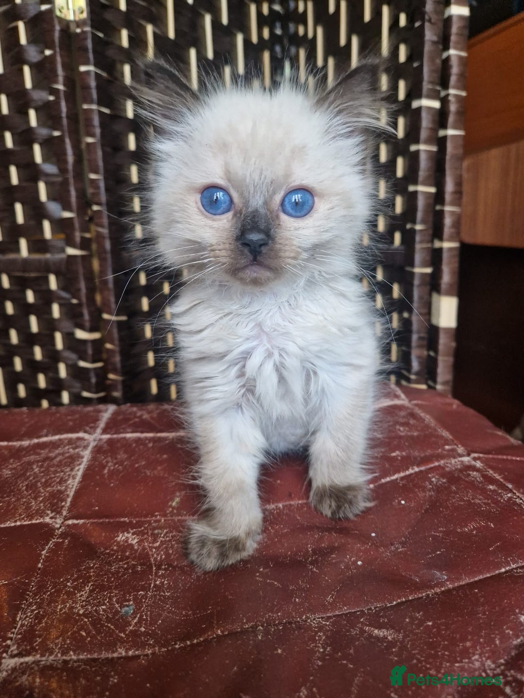 Ragdoll cats for sale: 1 sweet Ragdoll boy looks for a loving family  - Image 10