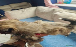 Lhasa Apso dogs for sale: Beauitiful Pure Breed Lhasa Apso - Image 18