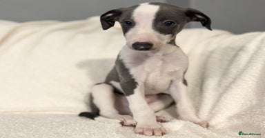 Whippet dogs - Advert 13
