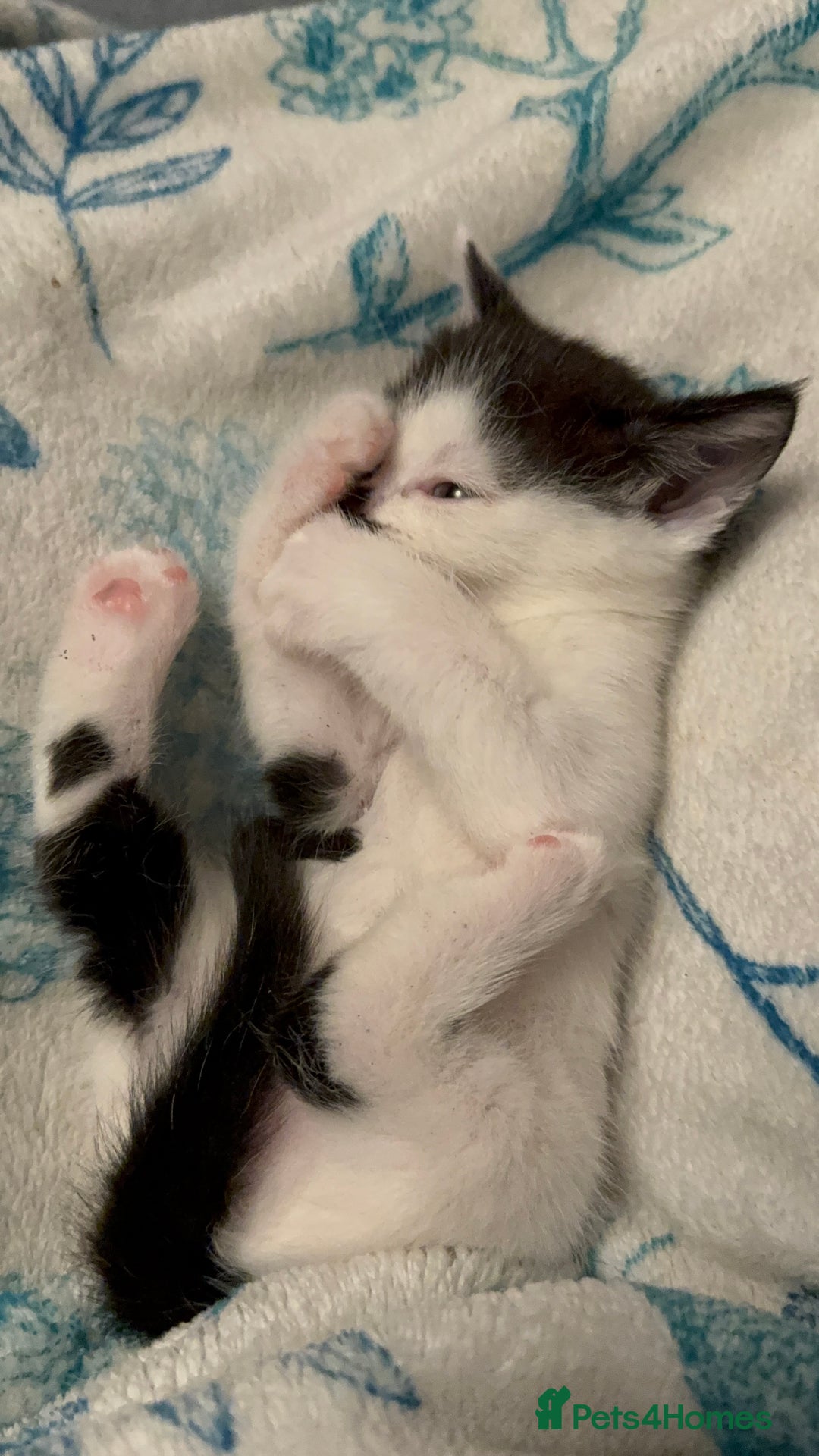 British Shorthair cats for sale: 4 British Shorthair kittens, 3 Tuxedo and 1 black - Image 7