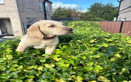 Labrador Retriever dogs for sale: Labrador retrievers  - Image 6