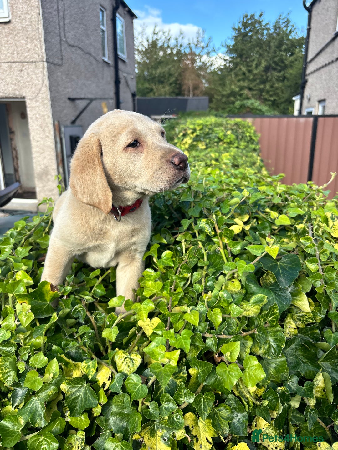 Labrador Retriever dogs for sale: Labrador retrievers  - Image 6