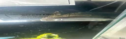 Goldfish fish for sale: Two fancy goldfish and a pleco with tank in Nuneaton - Advert 2
