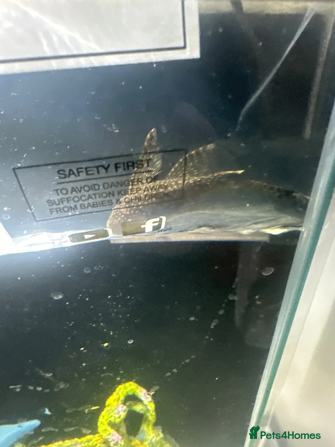 Goldfish fish for sale: Two fancy goldfish and a pleco with tank in Nuneaton - Advert 2