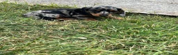 Miniature Dachshund dogs for sale: Minature smooth haired pups from pedigree parents - Advert 16