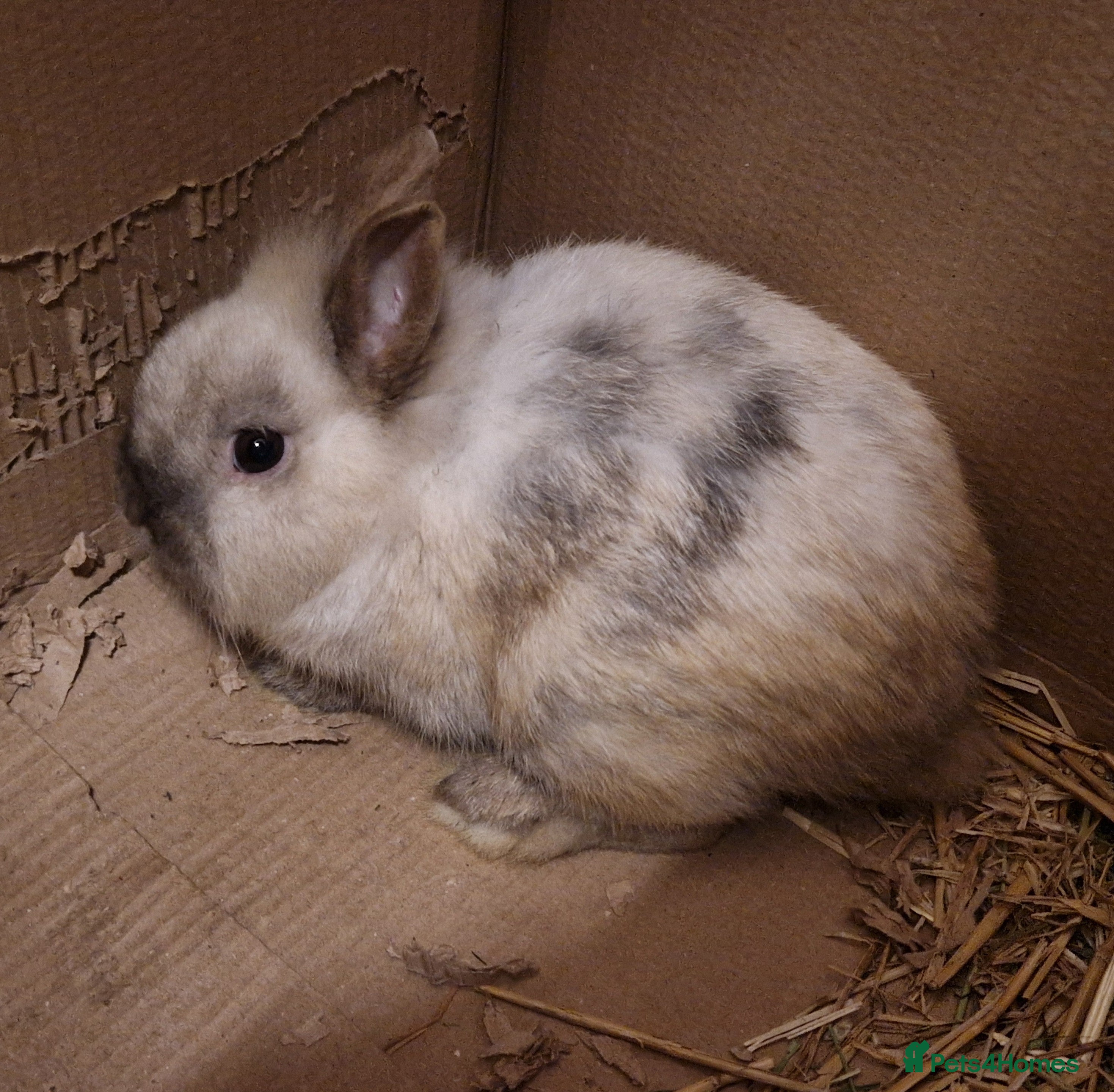Mixed Breed rabbits Lovely little sweet tempered dwarf x lionhead boy - Advert 1