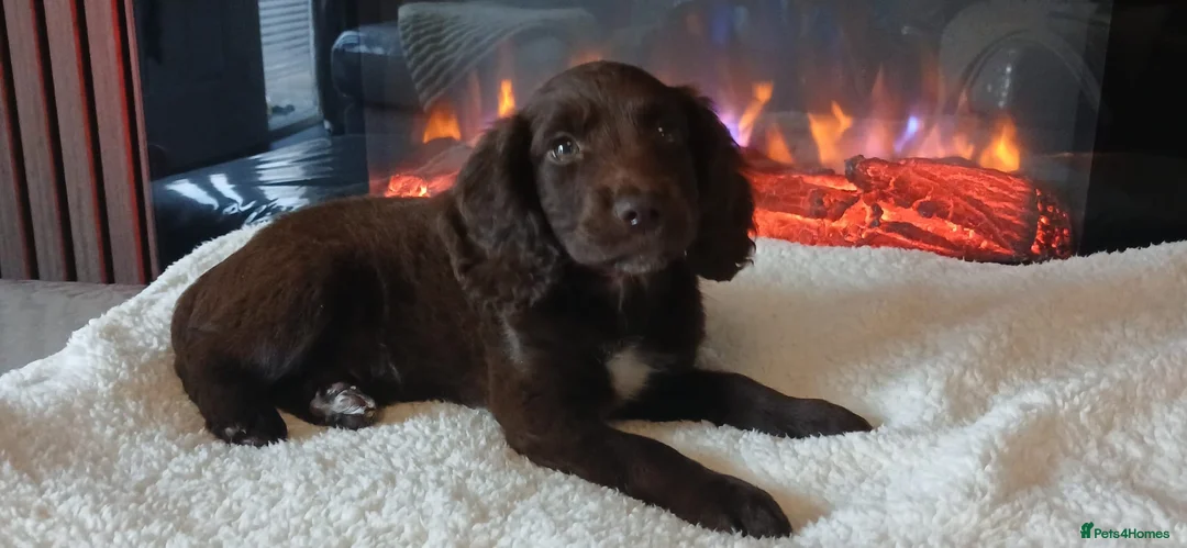 Cocker Spaniel dogs for sale: beautiful cocker spaniel pup - Advert 7