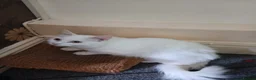 Maine Coon cats for sale: Beautiful Maine Coon kittens for sale - Advert 3